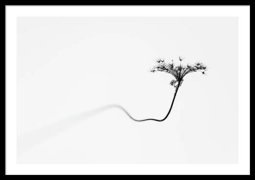 Minimalist Photo of a Dry Flower Framed Print, Framed Nature, Minimalist Photo of a Dry Flower Framed Print