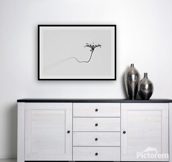 Minimalist Photo of a Dry Flower - Fine Art Photography Visualization in the interior