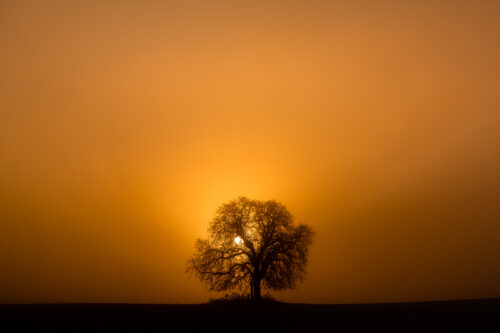 Silhouette of a tree and the rising sun - Photography print, Landscapes, Silhouette of a tree and the rising sun –  Photography print