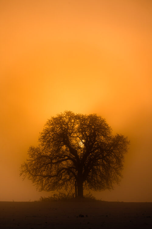 A Golden Hour Three Silhouette – Fine Art Photography - Art print by Martin Vorel