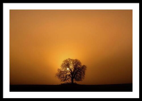 Silhouette of a tree and the rising sun - Framed photography print, Framed Landscapes, Silhouette of a tree and the rising sun –  Framed photography print