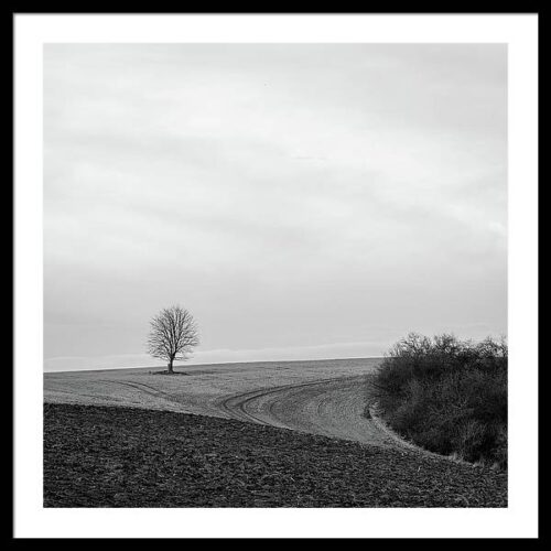 A Tree Stands Alone in the Landscape - Framed Fine Art Photography, Framed Landscapes, A Tree Stands Alone in the Landscape – Framed Fine Art Photography