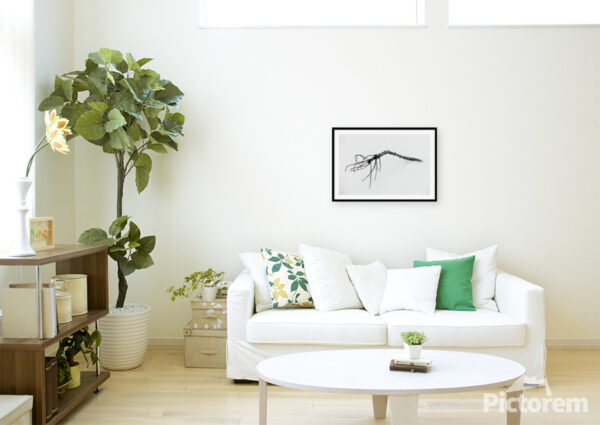 Strange plant - Fine Art Photography Visualization in the interior