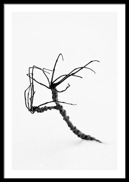 Weird B&W Plant - Framed Photography for Sale, Framed Minimalist, Weird B&W Plant – Framed Photography for Sale