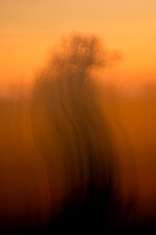 Abstract tree in orange - Photography for sale