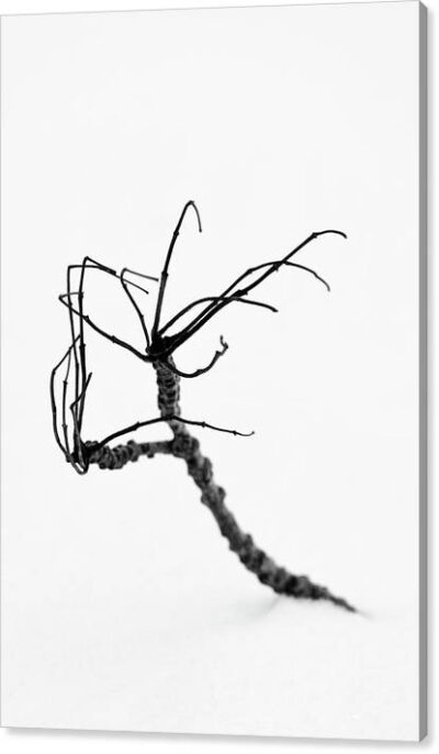 Weird B&W Plant - Canvas Photography for Sale, Minimalist Canvas Prints, Weird B&W Plant – Canvas Photography for Sale