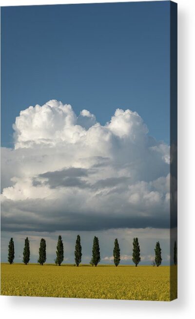 , Landscape Acrylic Prints, 1-poplar-trees-in-the-field-acrylic-print