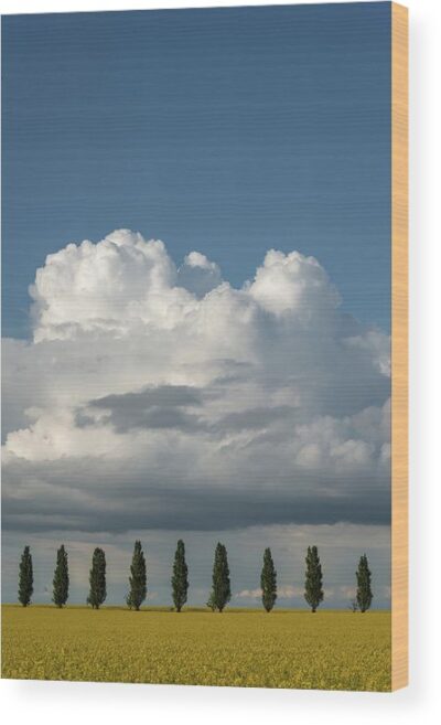 , Landscape Wood Prints, 1-poplar-trees-in-the-field-wood-print