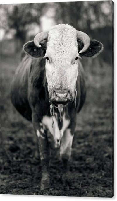 A cow portrait photography in B&W - Canvas print, Animals & Wildlife Canvas Prints, A cow portrait photography in B&W – Canvas print