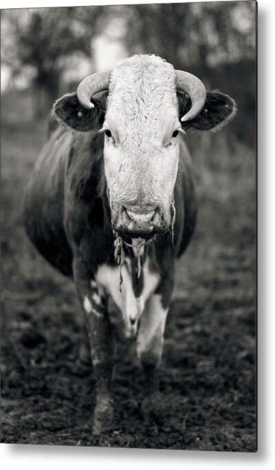 , Animals & Wildlife Metal Prints, a-cow-in-bw-metal-print