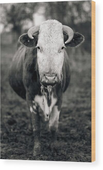 , Animals & Wildlife Wood Prints, a-cow-in-bw-wood-print