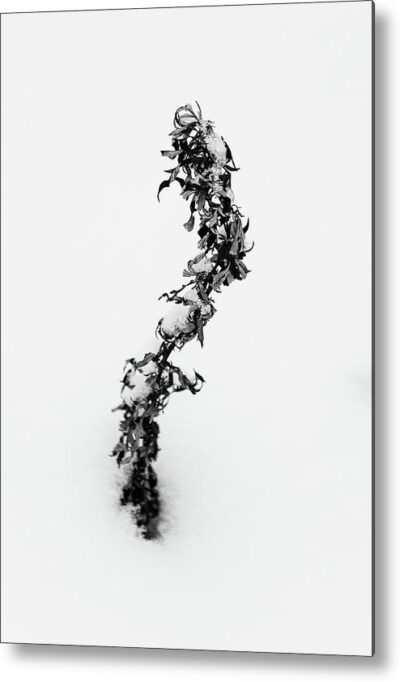 , Minimalist Metal Prints, a-flower-in-the-snow-metal-print