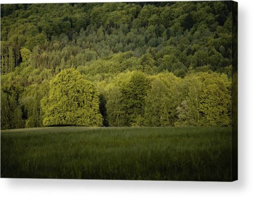 , Landscape Acrylic Prints, a-green-tree-in-a-green-meadow-acrylic-print
