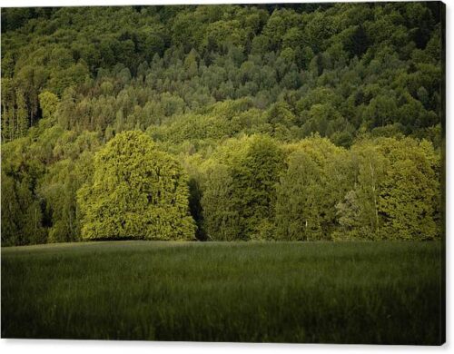 , Landscape Canvas Prints, a-green-tree-in-a-green-meadow-canvas-print