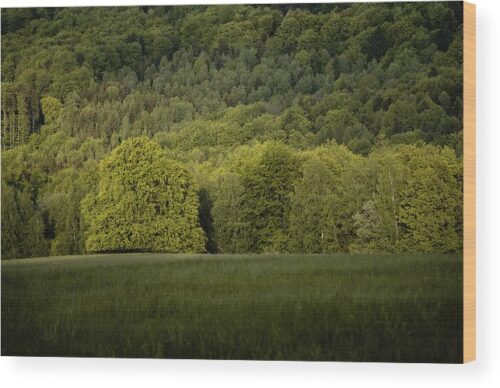 , Landscape Wood Prints, a-green-tree-in-a-green-meadow-wood-print