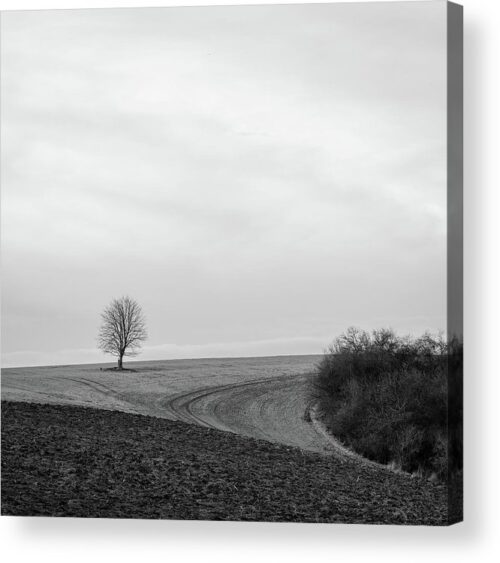 , Landscape Acrylic Prints, a-tree-stands-alone-in-the-landscape-acrylic-print