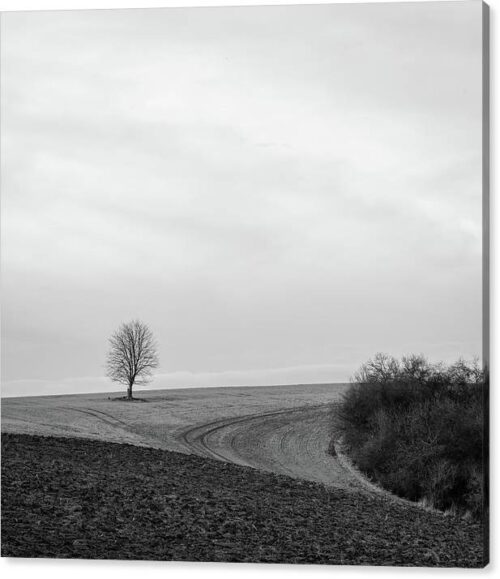 A Tree Stands Alone in the Landscape - Minimalist Fine Art Photography Canvas Print, Landscape Canvas Prints, A Tree Stands Alone in the Landscape – Minimalist Fine Art Photography Canvas Print