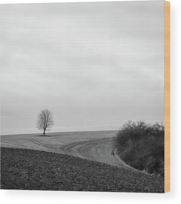A Tree Stands Alone in the Landscape – Wood Print