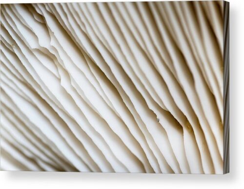 , Abstract Acrylic Prints, abstract-macro-photography-of-a-mushroom-acrylic-print