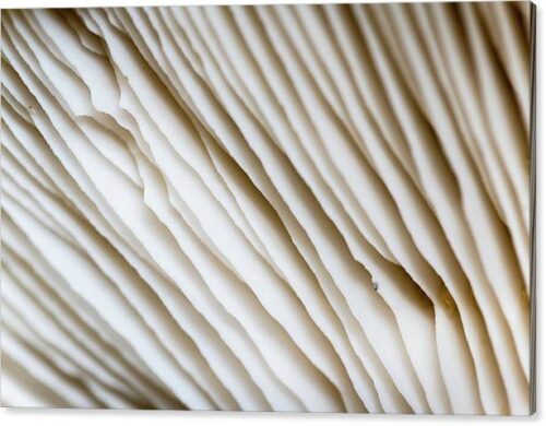 , Abstract Canvas Prints, abstract-macro-photography-of-a-mushroom-canvas-print