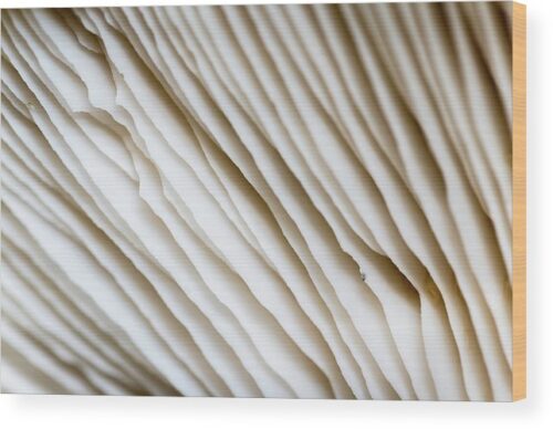 , Nature Wood Prints, abstract-macro-photography-of-a-mushroom-wood-print