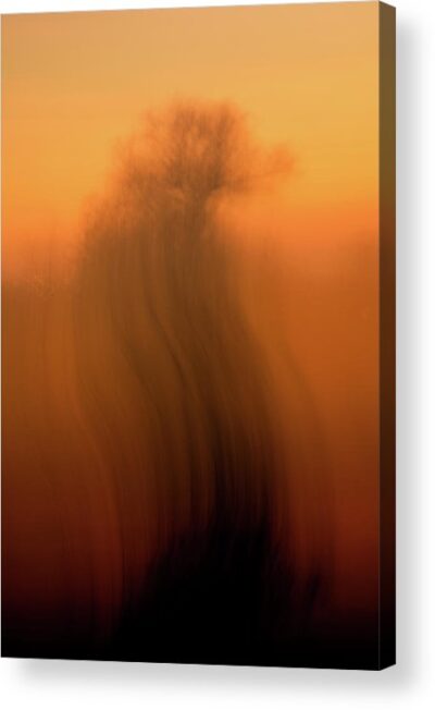 , Abstract Acrylic Prints, abstract-photo-of-a-tree-in-orange-acrylic-print