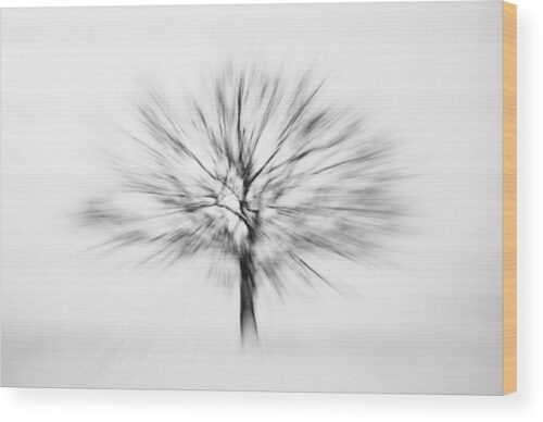 Abstract tree photograph - Wood print for sale, Wood Prints, abstract-tree-wood-print