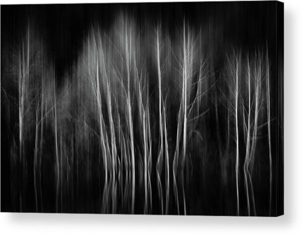 Birches in Motion – Acrylic Print