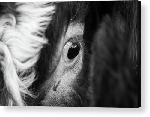 , Animals & Wildlife Acrylic Prints, beautiful-eye-of-a-cow-acrylic-print