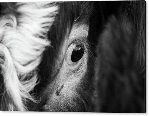 , Canvas Prints, beautiful-eye-of-a-cow-canvas-print