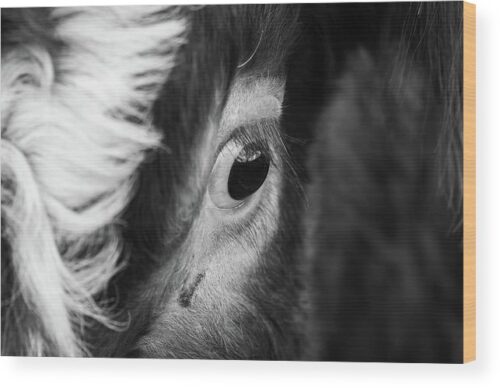 Cow's eye photograph - Wood print for sale, Wood Prints, beautiful-eye-of-a-cow-wood-print