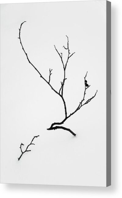 , Minimalist Acrylic Prints, beautiful-tree-growing-in-the-snow-acrylic-print