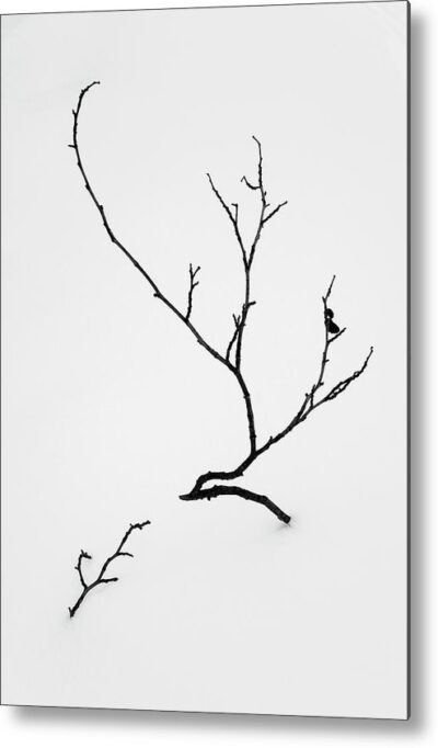 , Minimalist Metal Prints, beautiful-tree-growing-in-the-snow-metal-print
