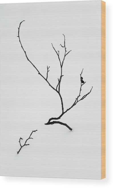 Minimalist tree BW photograph - Wood print for sale, Nature Wood Prints, beautiful-tree-growing-in-the-snow-wood-print
