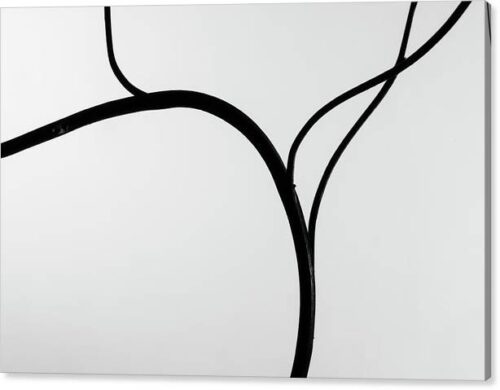 , Minimalist Canvas Prints, branch-silhouette-canvas-print