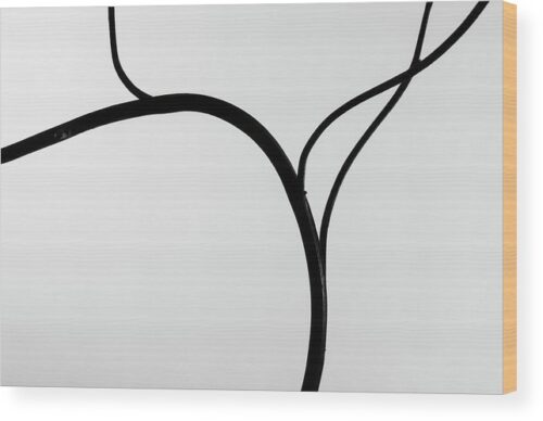 Branch silhouette BW photograph - Wood print for sale, Wood Prints, branch-silhouette-wood-print