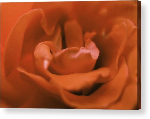 , Nature Acrylic Prints, close-up-rose-flower-acrylic-print