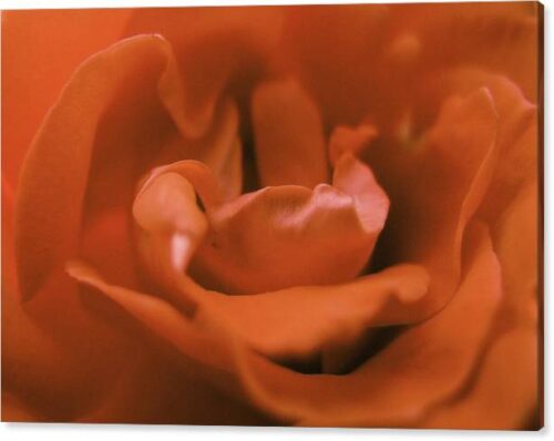 , Nature Canvas Prints, close-up-rose-flower-canvas-print