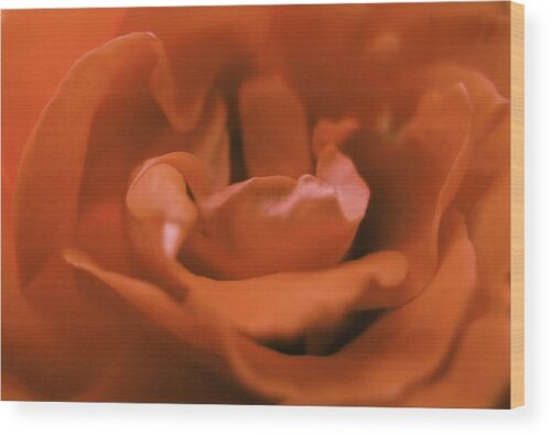 , Wood Prints, close-up-rose-flower-wood-print