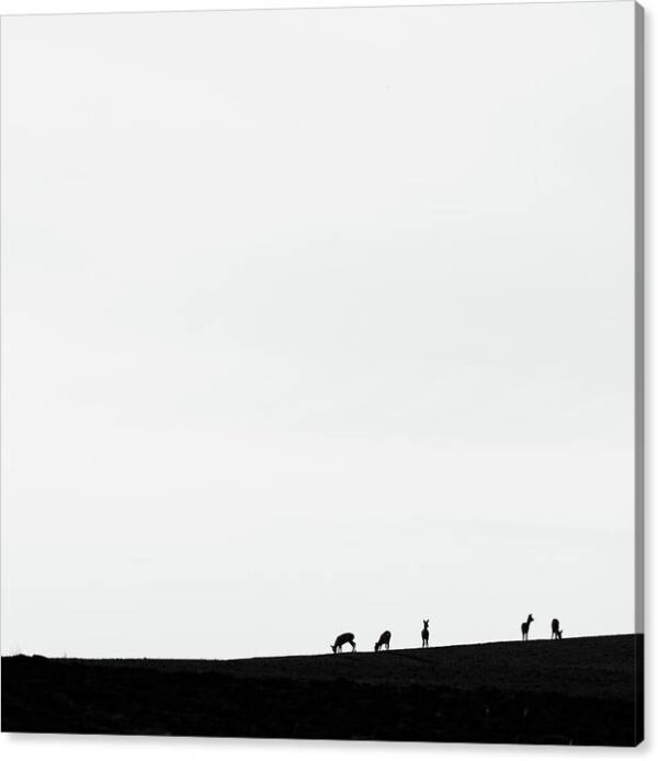 Deer Silhouette - Minimalist canvas photography print
