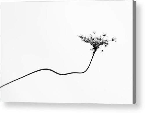 , Minimalist Acrylic Prints, dry-flower-photography-acrylic-print