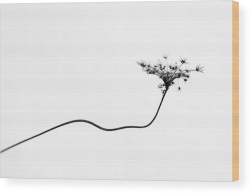 , Minimalist Wood Prints, dry-flower-photography-wood-print