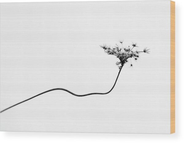 Dry Flower Photography – Wood Print