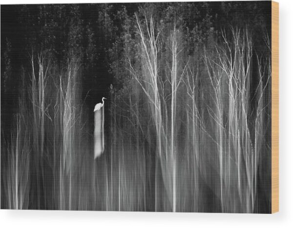 Abstract white egret photograph - Wood print for sale