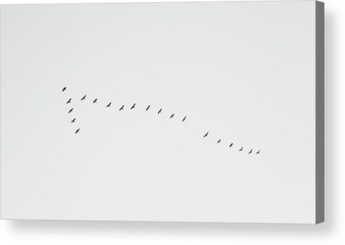 , Acrylic Prints, flying-birds-acrylic-print