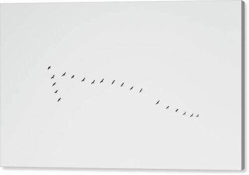 , Canvas Prints, flying-birds-canvas-print