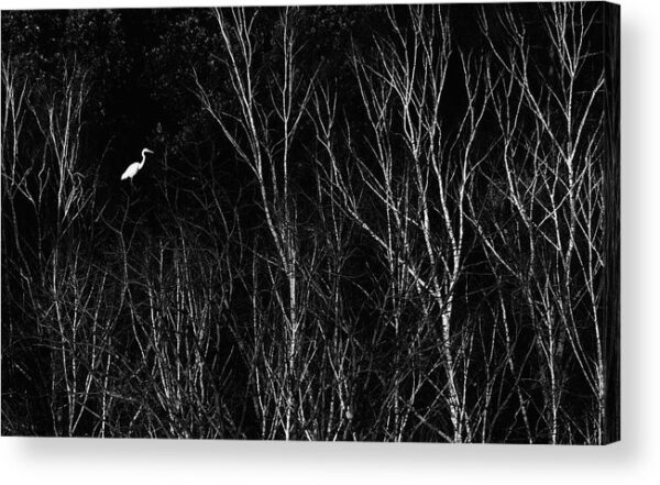 Great Egret – Acrylic Print