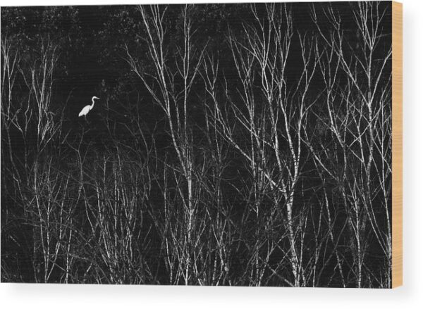 Great egret B&W photograph - Wood print for sale