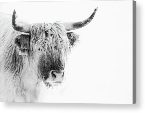 , Animals & Wildlife Acrylic Prints, highland-cattle-acrylic-print