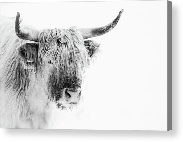 Highland cattle – High Key Photography – Acrylic Print